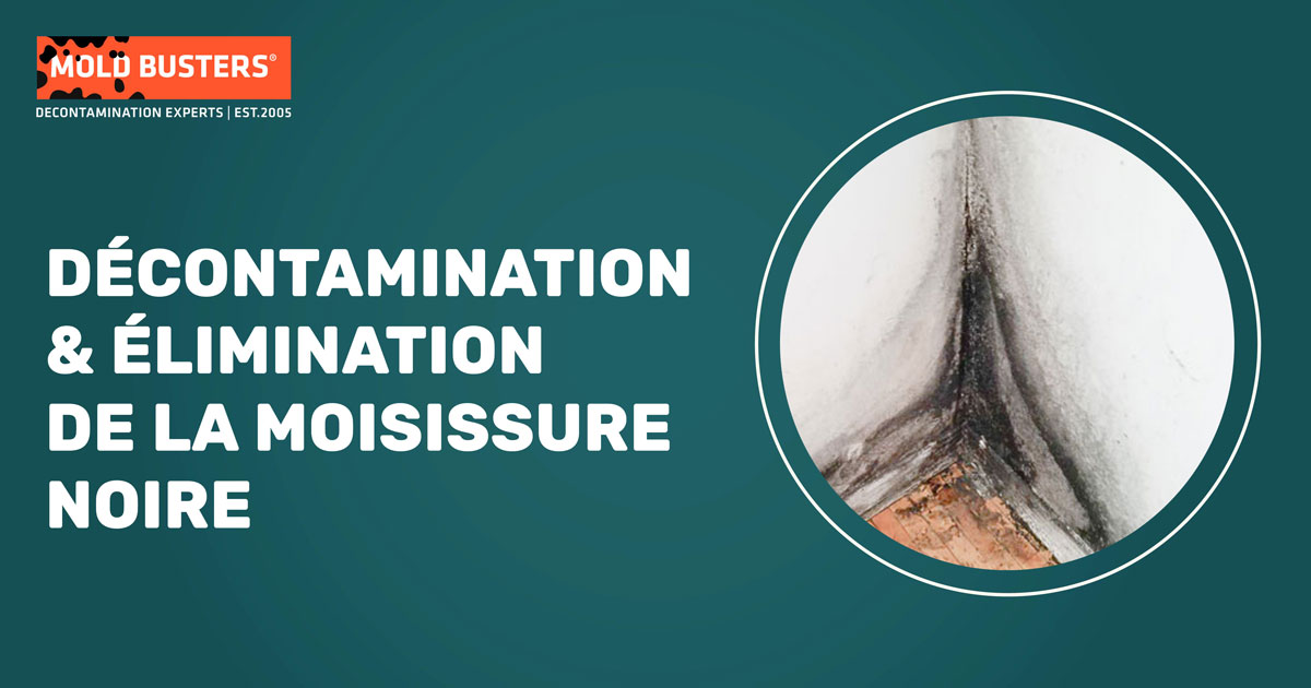 Décontamination & élimination de la moisissure noire