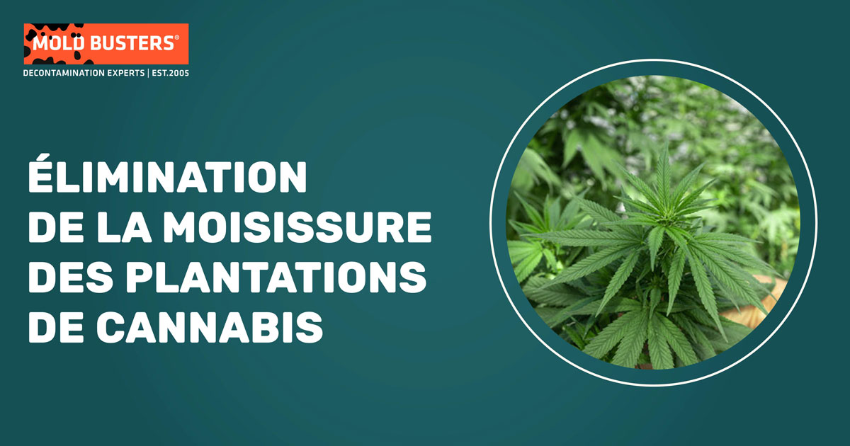 Élimination de la moisissure des plantations de cannabis