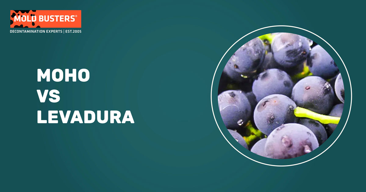Moho vs Levadura