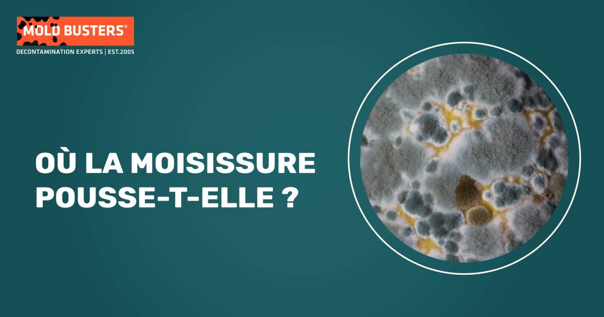 où chercher la moisissure
