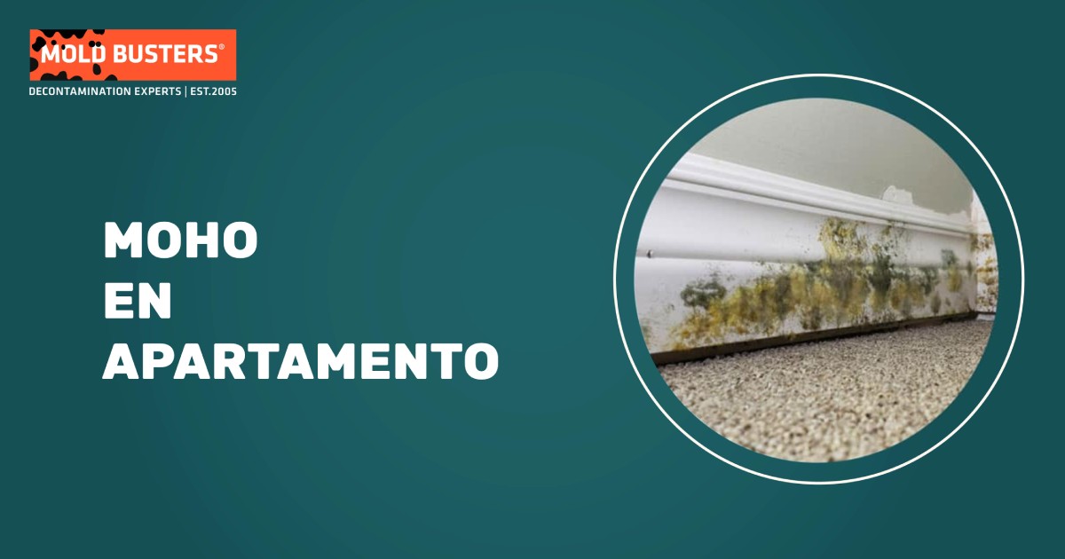 moho en apartamento